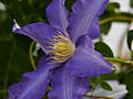 Clematis Anna German IMG_4430 Powojnik